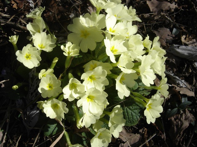 Fiori primaverili